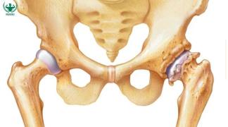 Cấu tạo khớp háng và vai trò trong các bài tập sức mạnh