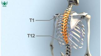 Giải phẫu cột sống và các vấn đề thường gặp khi tập luyện sai cách
