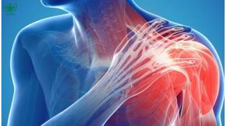 Giải phẫu học khớp vai: Cấu tạo, chức năng và các bệnh lý thường gặp 