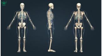 Hiểu rõ cấu tạo hệ cơ xương khớp kiến thức mỗi huấn luyện viên thể hình đều cần