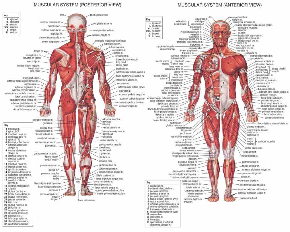 giải phẫu hệ thống cơ trên cơ thể người