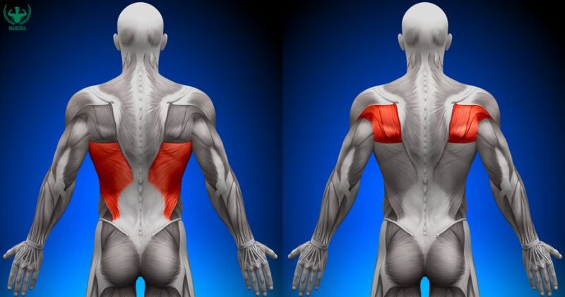 Cơ lưng có chức năng gì?