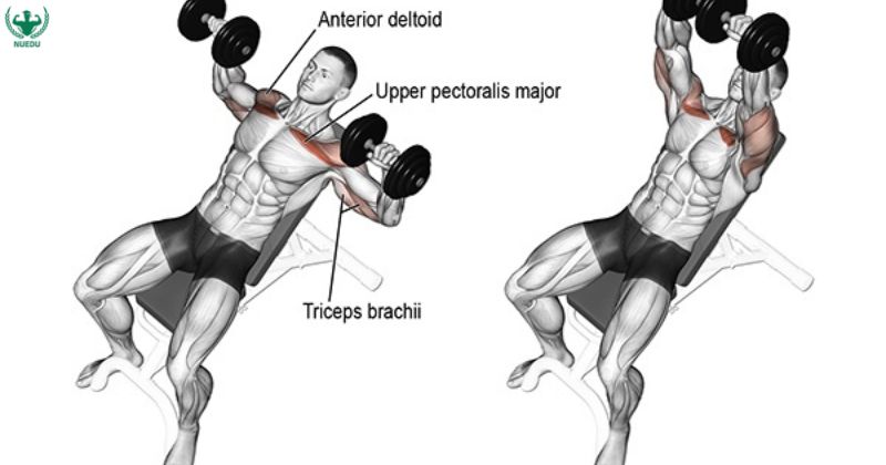 Incline Dumbbell Bench Press