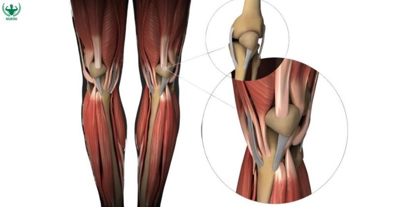 Vận động cơ và dây chằng